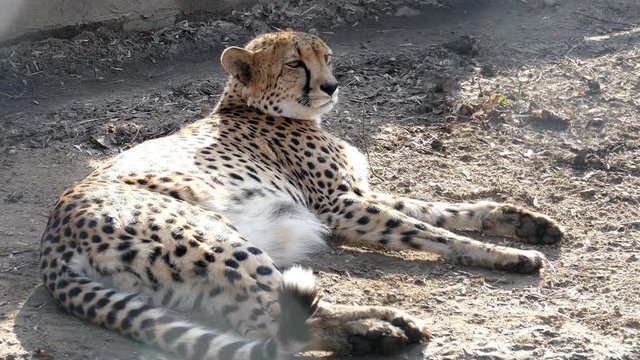 Leopard is resting in the sun