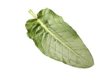 Sorrel leaf on white