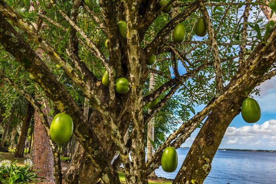 Florida Calabash Tree