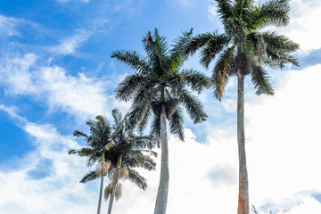Fototapeta na wymiar Palm trees in south Florida