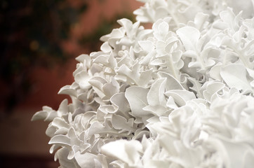 Beautiful Cineraria with silver leaves. Decorative flower in the garden. Summer floral background.