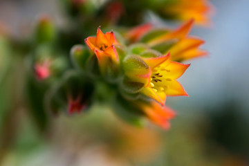 Fototapeta na wymiar macro detail of little orange desert cactus flowers (echeveria pulvinata)
