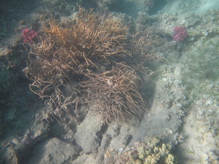 coralli e pesci del mare © paolo