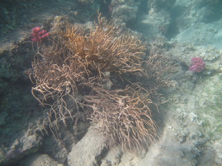 coralli e pesci del mare © paolo