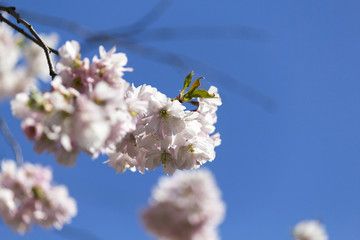 Kirschblüte