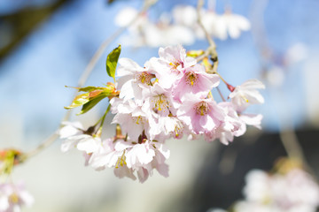 Kirschblüte