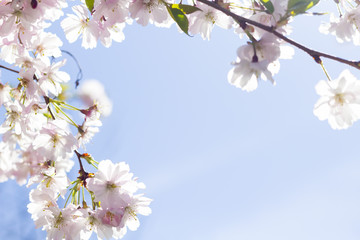 Kirschblüte