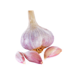 garlic isolated  on white background