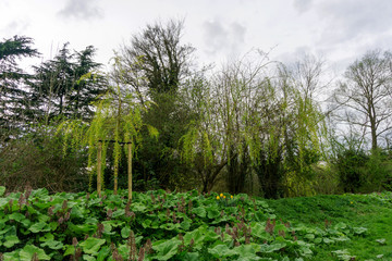 Obraz premium Springtime willow trees in a park