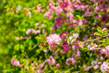 flower of the Japanese cherry sakura blossoms