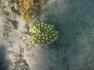 coralli e pesci del mare © paolo