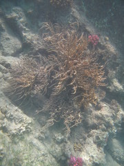 coralli e pesci del mare © paolo