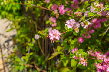 flower of the Japanese cherry sakura blossoms