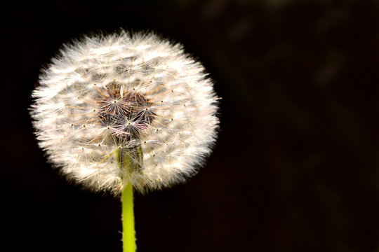 Macro picture of a dandelion flower with black background.
