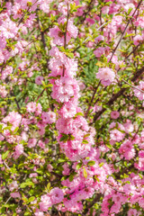 Branch of the Japanese cherry sakura blossoms