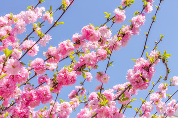 Branch of the Japanese cherry sakura blossoms