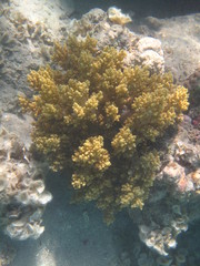 coralli e pesci del mare © paolo