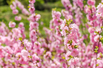 Branch of the Japanese cherry sakura blossoms