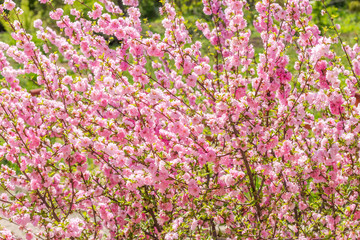 Branch of the Japanese cherry sakura blossoms