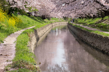元荒川の満開の桜