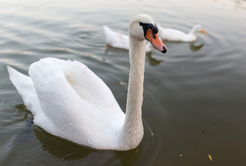 Swan in a pond in nature