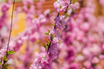 Branch of the Japanese cherry sakura blossoms