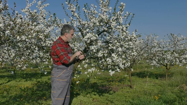 Agronomist or farmer examine blooming cherry trees in orchard using tablet