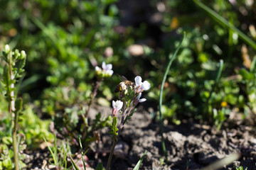 Bee on WildFlowers