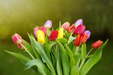 Spring colorful tulips isolated.