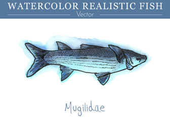 Hand painted watercolor fish isolated on white background. Mugilidae, grey mullet. Mugilidae family fish. Colorful edible, salt water and fresh water fish. Vector illustration.