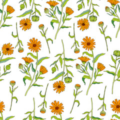 Seamless floral pattern, Calendula flower isolated on white background, botanical hand drawn doodle vector illustration marigold for design package tea, cosmetic, greeting cards, wedding invitation