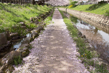 散った桜の花びら