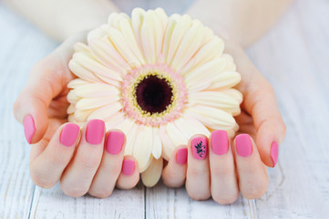 Woman cupped hands with beautiful pink color nails manicure holding delicate pink daisy flower