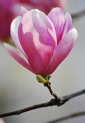 Magnolia flower
