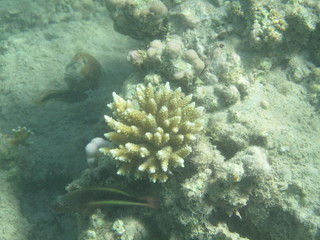 coralli e pesci del mare © paolo