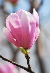 Magnolia flower