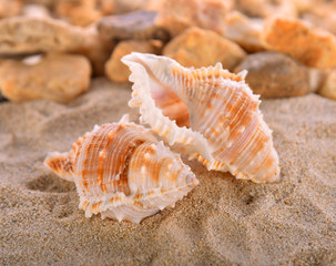 Sea shell on sand background