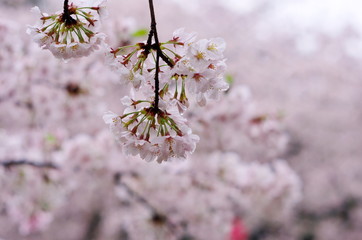 雨の日に咲く桜の花