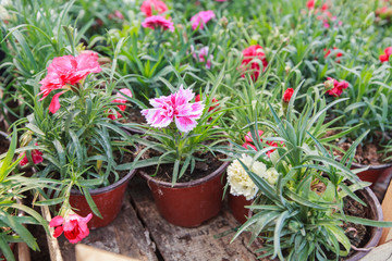 Colorful Spring Flower