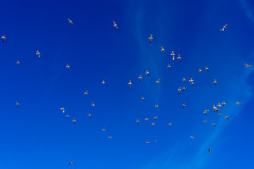 Lots of gulls flying in blue sky.