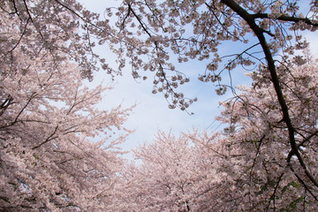 満開の桜と青空