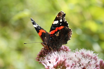 Schmetterling rot schwarz
