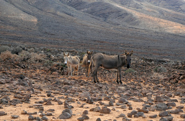 Donkeys, Cofete, Fuerteventura, Canary Islands, Spain