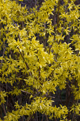 Forsythie