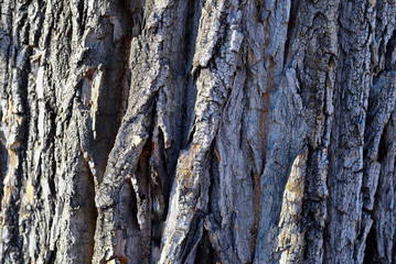 The bark of aspen trees growing in the Park on a Sunny spring day