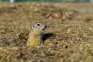 Naklejka na ściany i meble squirrel after hibernation, stood on his hind legs and looks into the distance in search of food.