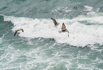 Obraz premium Seagulls flying over sea