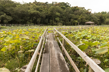 Lótus - Pantano - São Paulo, Brasil
