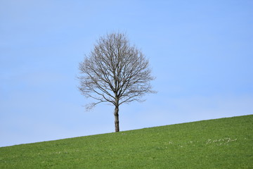 Obraz premium Frühlings Baum