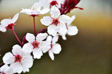 ベニスモモの花